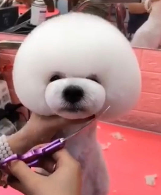 The Harebone Shears Story: How Asian Fusion Grooming Transformed the American Pet Industry