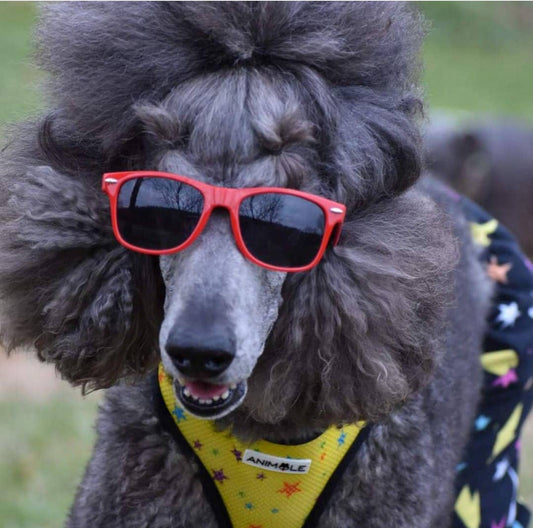 The Best Scissors for Grooming a Poodle: A Professional Groomer's Guide to Types and Styles