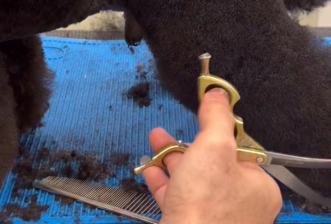 The New Moon Asian Fusion Super Curve: One of the Top Five Grooming Scissor Models of All Time