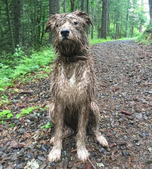 The Smart Groomer's Secret: Why Many Pros Use Dedicated "Dirty" Shears on Unbathed Dogs